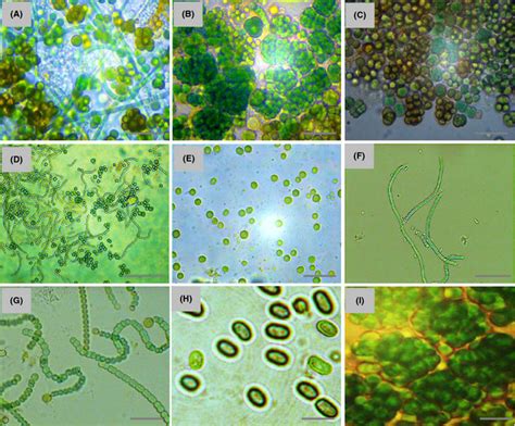 are similar to cyanobacteria in terms of structure